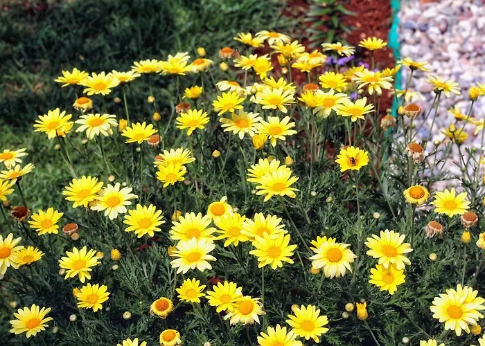 Πανσιόν And Lorena 236